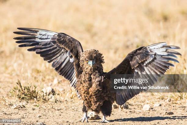 bateleur (terathopius ecaudatus) - bateleur eagle stockfoto's en -beelden