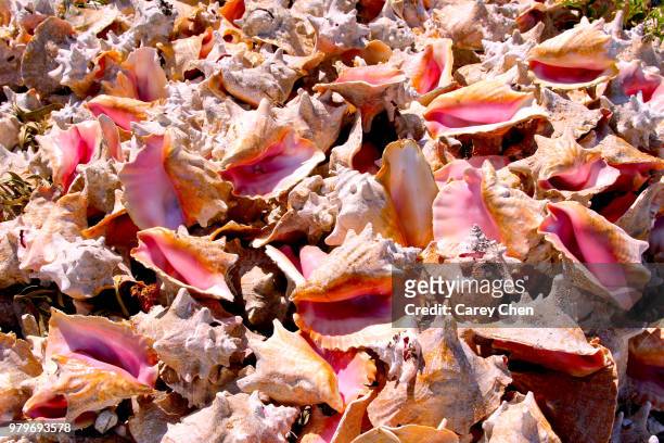 bahama conch - conch stock pictures, royalty-free photos & images