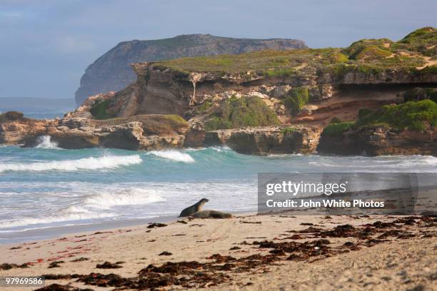seal bay - kangaroo island stock pictures, royalty-free photos & images