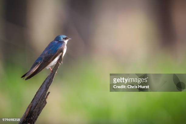 perched swallow - indigo bunting stock pictures, royalty-free photos & images