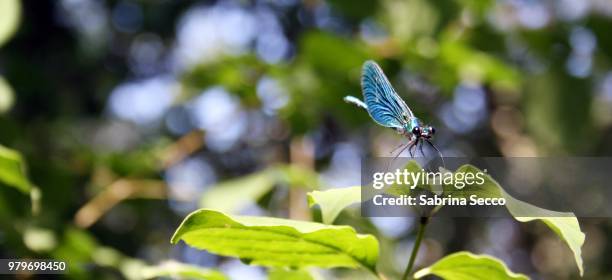 blue skimmer (libellula) sitting on green leaf - libellulidae stock pictures, royalty-free photos & images
