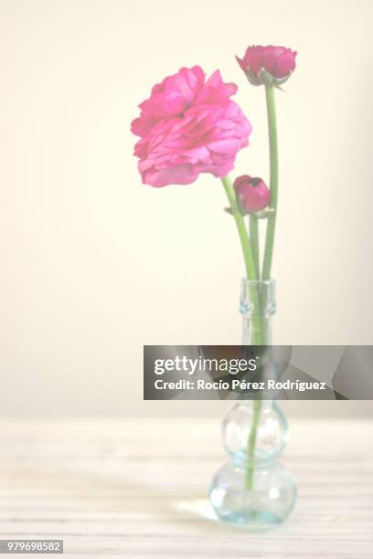 pink flowers - rocío stockfoto's en -beelden