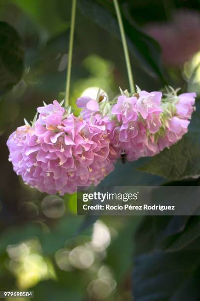 hanging flowers - rocío stockfoto's en -beelden