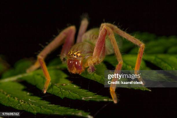 close-up of huntsman spider (sparassidae), australia - huntsman spider - fotografias e filmes do acervo