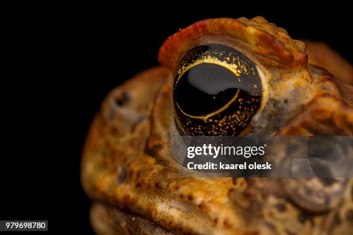 Cane toad Cane toad