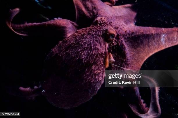 Octopus Inkt Octopus Ink Underwater Photos and Premium High Res Pictures - Getty Images