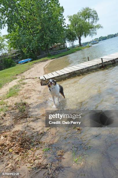 shetland sheepdog (sheltie) pup plays in the water - deb perry photos et images de collection