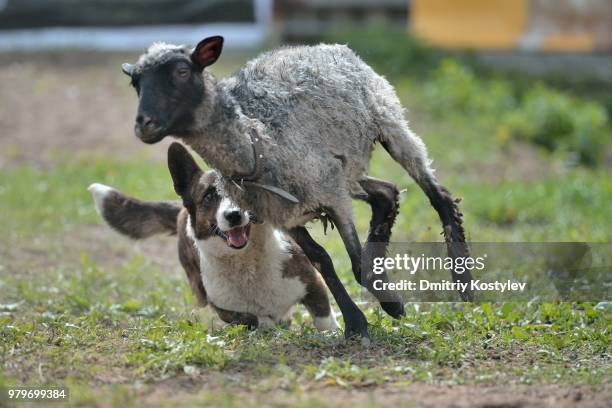 cardigan welsh corgi dog herding sheep - cardigan welsh corgi stock pictures, royalty-free photos & images