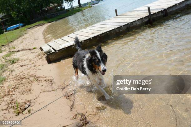 shetland sheepdog (sheltie) pup plays in the water - deb perry photos et images de collection