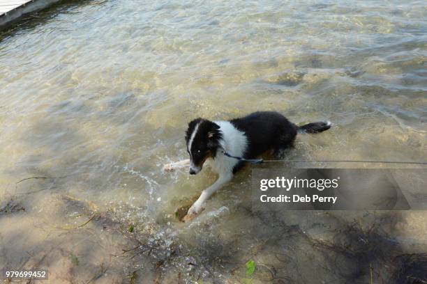 shetland sheepdog (sheltie) pup plays in the water - deb perry bildbanksfoton och bilder