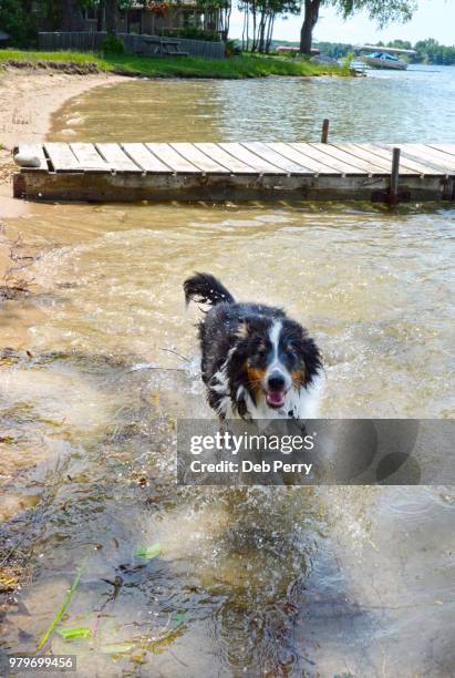 shetland sheepdog (sheltie) pup plays in the water - deb perry photos et images de collection