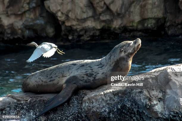 harbor seal (phoca vitulina) lying down on rock with great egret (ardea alba) flying by - rock hill stock pictures, royalty-free photos & images