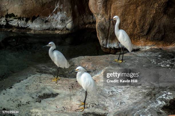 three white great egret (ardeaalba) birds standing on rock - rock hill stock pictures, royalty-free photos & images