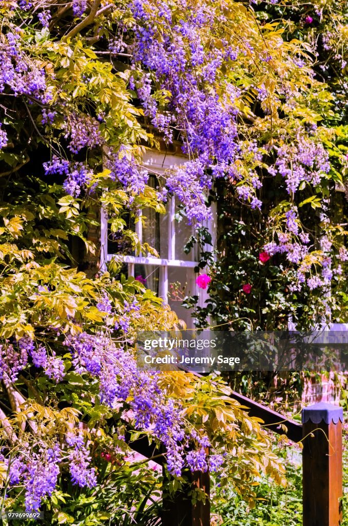 Wisteria