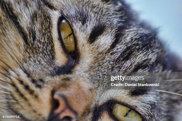 regardez moi dans les yeux - yeux stockfoto's en -beelden