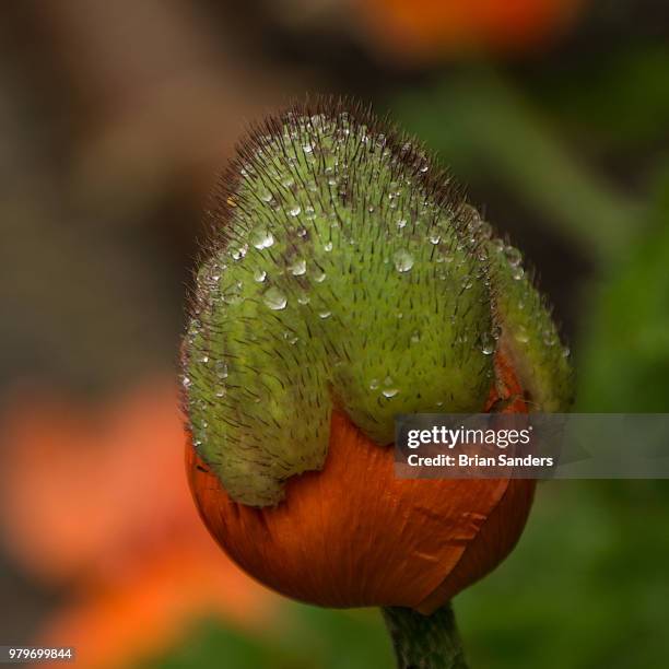 275 Suspended Animation Stock Photos and High-Res Images - Getty