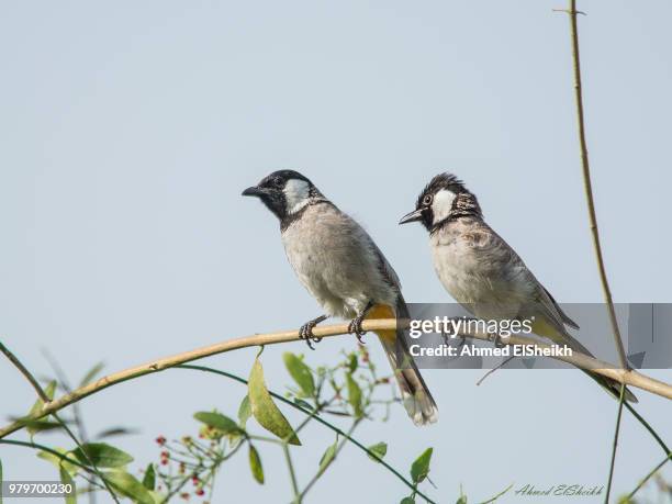 white-eared bulbuls (pycnonotus leucotis) perching on branch - bulbuls stock pictures, royalty-free photos & images