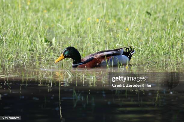 ente im sumpf - sumpf - fotografias e filmes do acervo