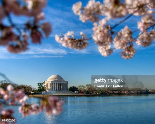 jefferson memorial framed by cherry blossoms - jefferson memorial stock pictures, royalty-free photos & images