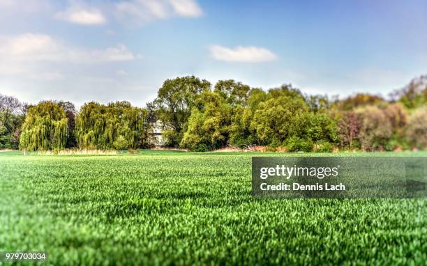 grass idee web - idee stock pictures, royalty-free photos & images