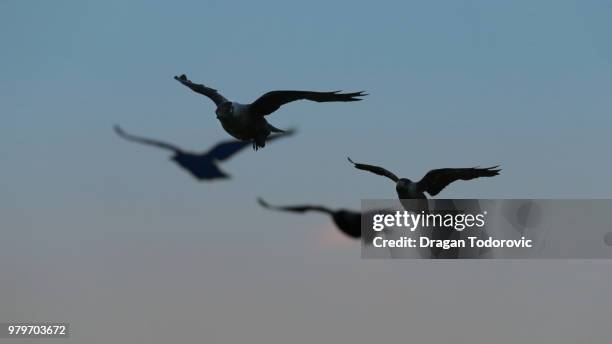 Common Crow In Flight 3,909 Crow In Flight Stock Photos, High-Res Pictures, and Images ...