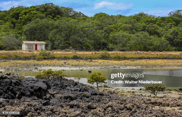 rangitoto - rangitoto stock pictures, royalty-free photos & images