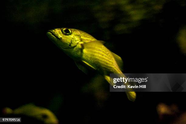 Wholey Cod 195 Whole Cod Fish Stock Photos, High-Res Pictures, and Images - Getty ...