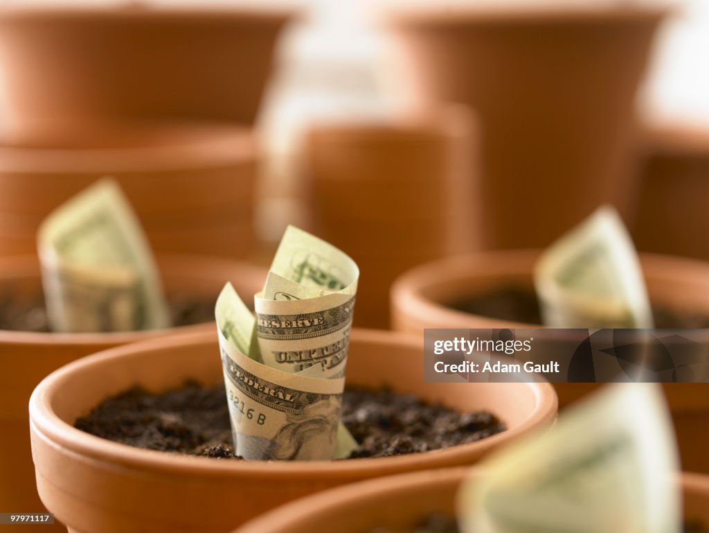 Rolls of twenty dollar bills growing in flowerpots