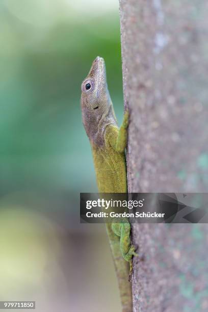 don't move - gordon gecko stock pictures, royalty-free photos & images