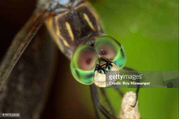 green dasher dragonfly, or is it mickey mouse? - mickey mouse fotografías e imágenes de stock