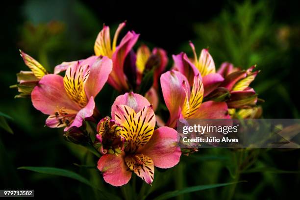 close-up of alstroemeria flower, braga, portugal - alstroemeria stock pictures, royalty-free photos & images