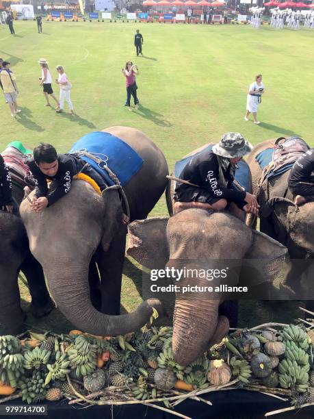 March 2018, Thailand, Bangkok: Elephants feasting at the side of the elephant polo tournament. A number of teams play at the tournament, which runs...