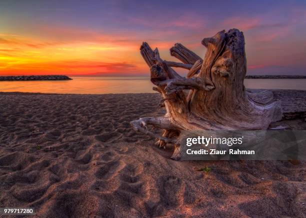 trunk on sandy shore of lake erie in presque isle state park, pennsylvania, usa - state park fotografías e imágenes de stock