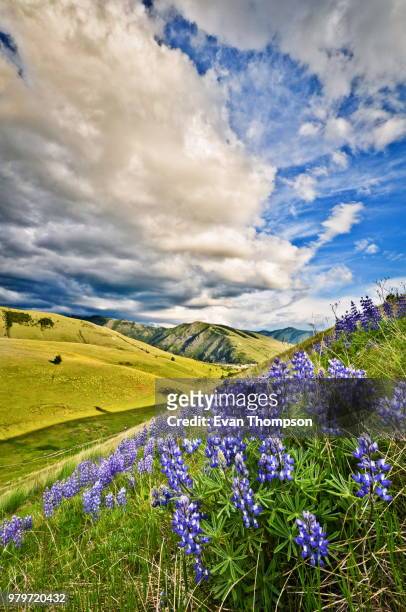 wild flowers and cloudscape, missoula, montana, usa - missoula stock pictures, royalty-free photos & images