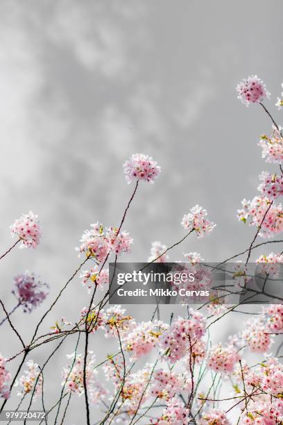 cherry blossoms (prunus serrulata), vancouver, canada - oriental cherry tree stock pictures, royalty-free photos & images