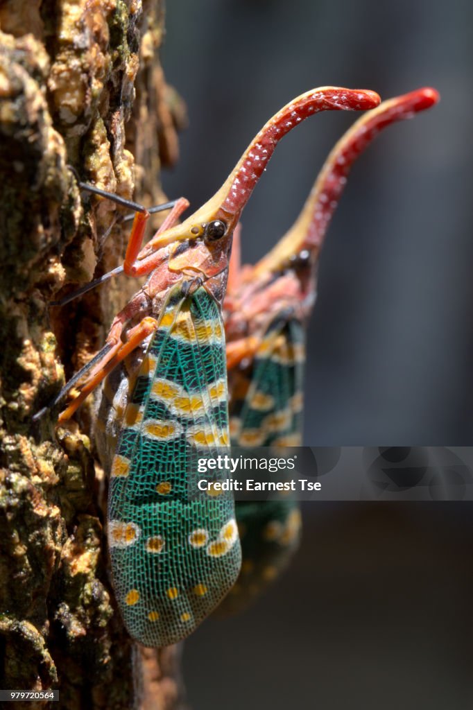 Two Pyrops candelaria on tree