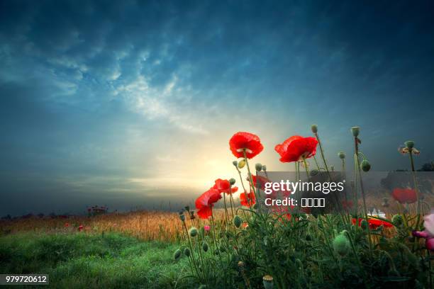 corn poppy - poppy field stockfoto's en -beelden