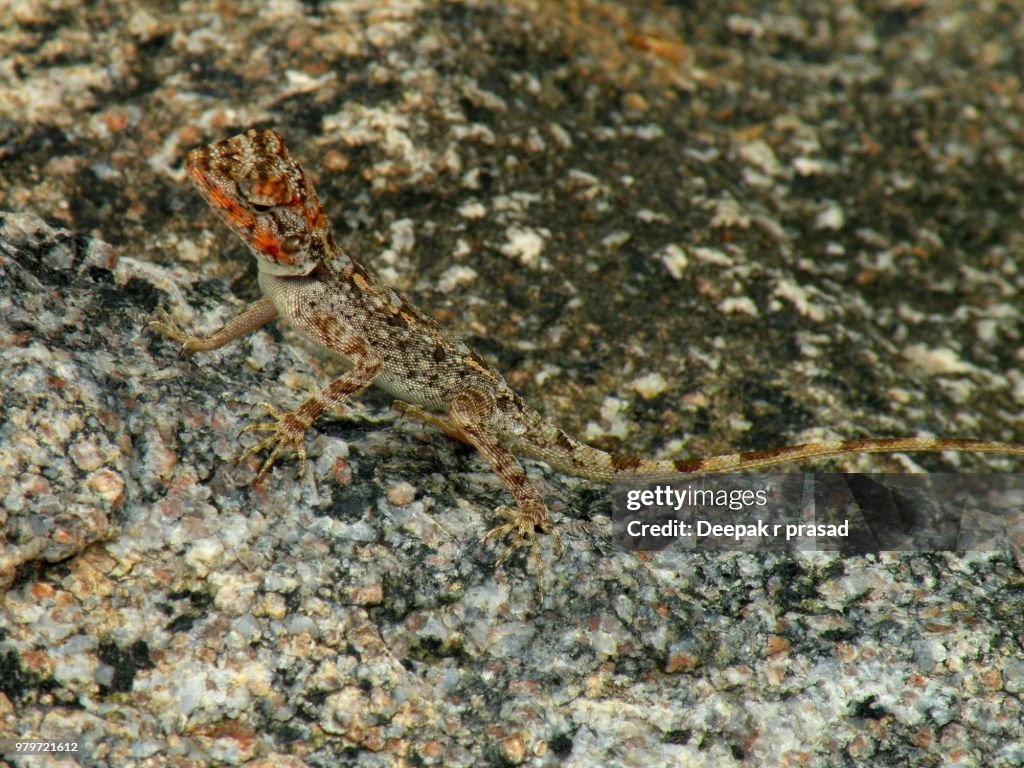 Camouflaged Dragon Lizard