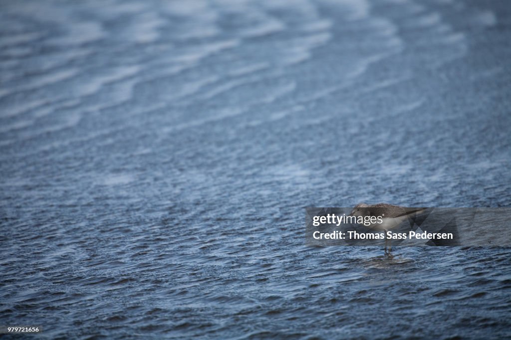 Common greenshank (Tringa nebularia) bird perching on rock in sea, Jutland, Denmark
