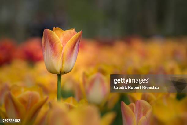 orange color tulip flower in keukenhof botanical garden, lisse, south holland, netherlands - keukenhof gardens stock pictures, royalty-free photos & images