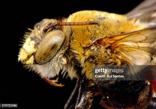 Brazil Insect Bee Insect Macro Photos and Premium High Res Pictures - Getty Images