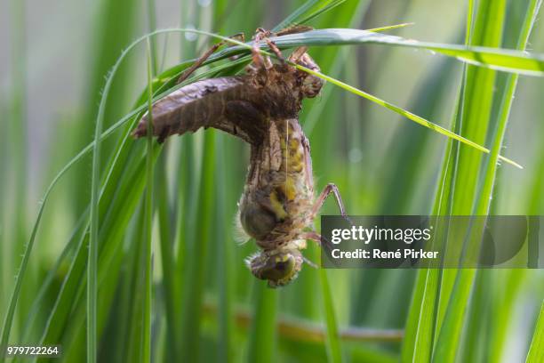 common clubtail emerging from its larva - snipefish stock pictures, royalty-free photos & images