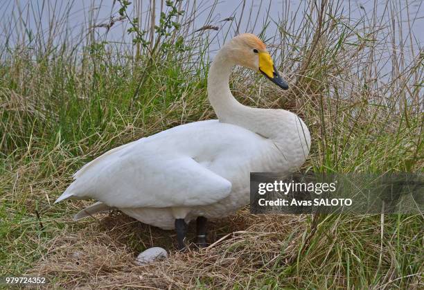 baie de somme cygne chanteur - chanteur fotografías e imágenes de stock