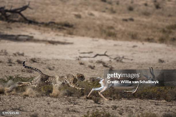 cheetah chasing springbok, kgalagadi transfrontier park, botswana - springbok stock-fotos und bilder