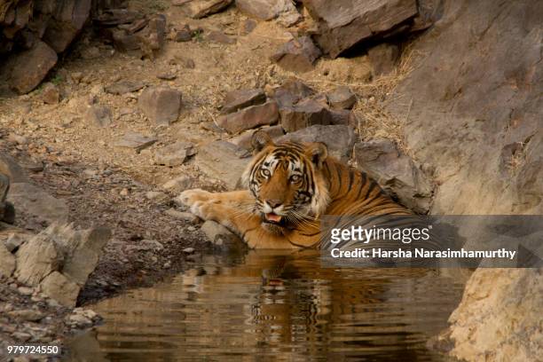 portrait of tiger resting in water, ranthambore national park, india - ranthambore national park bildbanksfoton och bilder