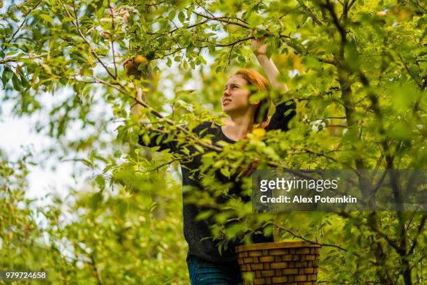 17-years-old teenager girl picking organic pears from the tree in the orchard - alex potemkin or krakozawr stock pictures, royalty-free photos & images