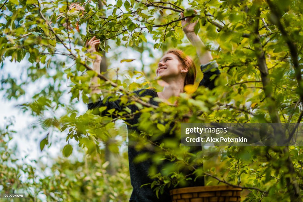 17-years-old teenager girl picking organic pears from the tree in the orchard