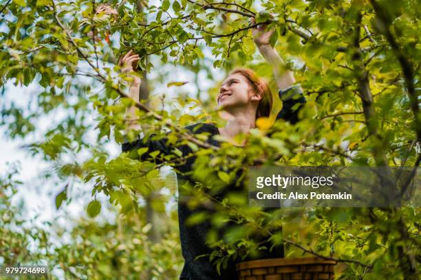17-years-old teenager girl picking organic pears from the tree in the orchard - alex potemkin or krakozawr stock pictures, royalty-free photos & images