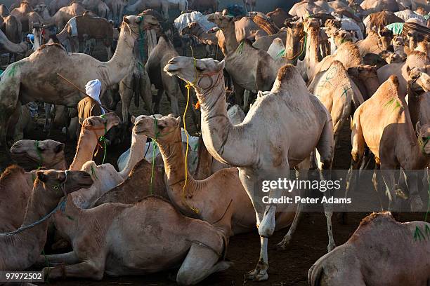 Camel In Cairo 312 Egyptian Camel Corps Stock Photos, High-Res Pictures, and Images ...