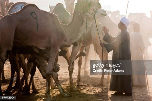 Camel In Cairo Egyptian Camel Corps Photos and Premium High Res Pictures - Getty Images
